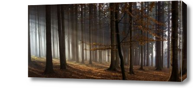 Картина Лес